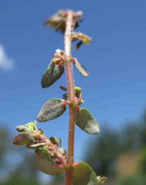 Fotografia 6 da espécie Chamaesyce maculata no Jardim Botânico UTAD