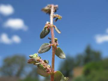 Fotografia da espécie Chamaesyce maculata