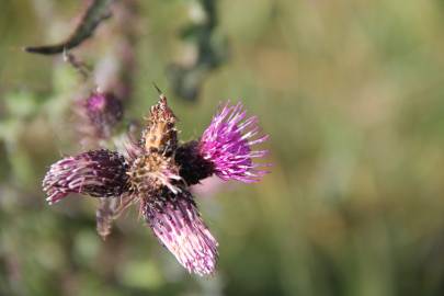 Fotografia da espécie Cirsium palustre