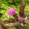 Fotografia 8 da espécie Cirsium palustre do Jardim Botânico UTAD