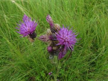 Fotografia da espécie Cirsium palustre