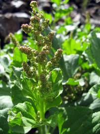 Fotografia da espécie Chenopodium bonus-henricus