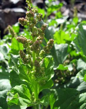 Fotografia 4 da espécie Chenopodium bonus-henricus no Jardim Botânico UTAD