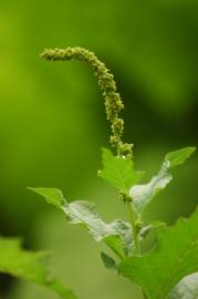 Fotografia da espécie Chenopodium bonus-henricus