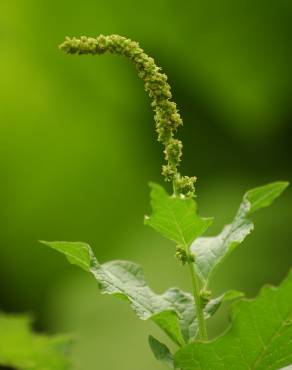 Fotografia 5 da espécie Chenopodium bonus-henricus no Jardim Botânico UTAD