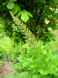 Fotografia da espécie Chenopodium bonus-henricus