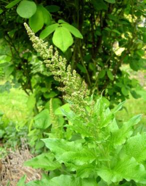 Fotografia 7 da espécie Chenopodium bonus-henricus no Jardim Botânico UTAD