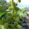 Fotografia 7 da espécie Xanthium strumarium do Jardim Botânico UTAD