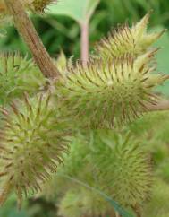 Xanthium strumarium