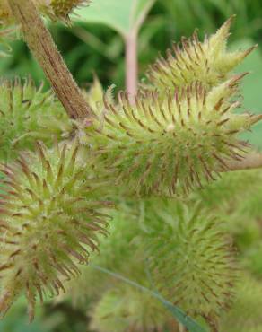 Fotografia 1 da espécie Xanthium strumarium no Jardim Botânico UTAD