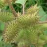 Fotografia 1 da espécie Xanthium strumarium do Jardim Botânico UTAD