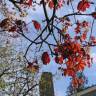 Fotografia 6 da espécie Acer platanoides do Jardim Botânico UTAD