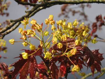 Fotografia da espécie Acer platanoides