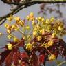 Fotografia 7 da espécie Acer platanoides do Jardim Botânico UTAD