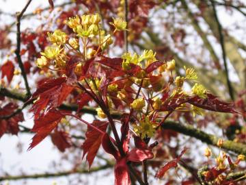 Fotografia da espécie Acer platanoides