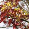 Fotografia 8 da espécie Acer platanoides do Jardim Botânico UTAD