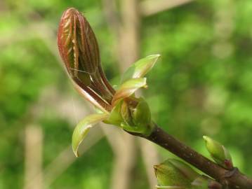 Fotografia da espécie Acer platanoides