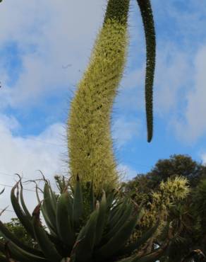 Fotografia 9 da espécie Agave attenuata no Jardim Botânico UTAD