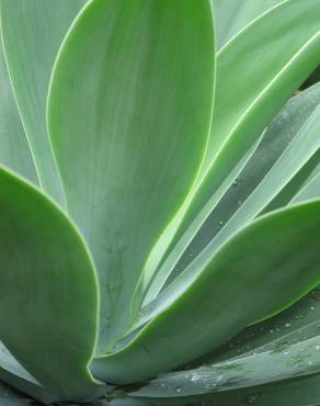 Fotografia 10 da espécie Agave attenuata no Jardim Botânico UTAD