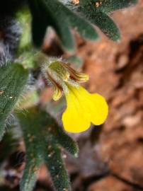 Fotografia da espécie Ajuga chamaepitys