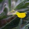 Fotografia 5 da espécie Ajuga chamaepitys do Jardim Botânico UTAD