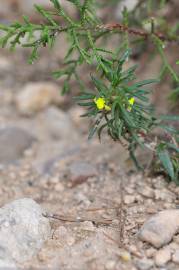 Fotografia da espécie Ajuga chamaepitys