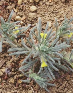 Fotografia 10 da espécie Ajuga chamaepitys no Jardim Botânico UTAD