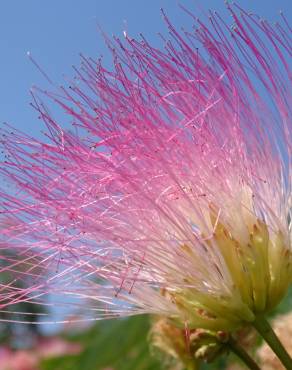 Fotografia 7 da espécie Albizia julibrissin no Jardim Botânico UTAD