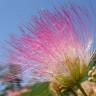 Fotografia 7 da espécie Albizia julibrissin do Jardim Botânico UTAD