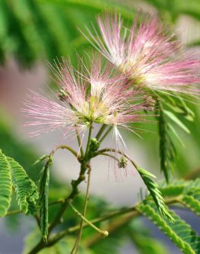 Fotografia 8 da espécie Albizia julibrissin no Jardim Botânico UTAD