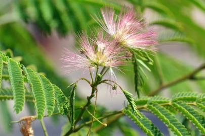 Fotografia da espécie Albizia julibrissin