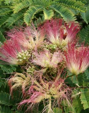 Fotografia 9 da espécie Albizia julibrissin no Jardim Botânico UTAD