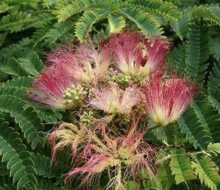 Fotografia da espécie Albizia julibrissin