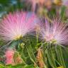 Fotografia 1 da espécie Albizia julibrissin do Jardim Botânico UTAD