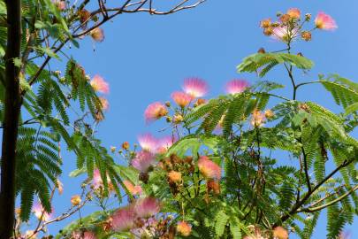 Fotografia da espécie Albizia julibrissin