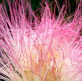 Fotografia da espécie Albizia julibrissin