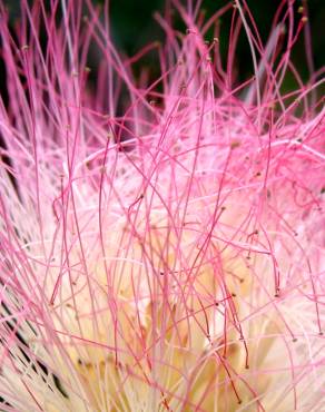 Fotografia 12 da espécie Albizia julibrissin no Jardim Botânico UTAD