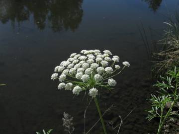 Fotografia da espécie Ammi majus