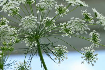 Fotografia da espécie Ammi majus