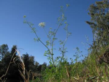 Fotografia da espécie Ammi majus