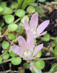 Anagallis tenella