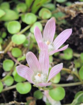 Fotografia 1 da espécie Anagallis tenella no Jardim Botânico UTAD