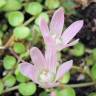 Fotografia 1 da espécie Anagallis tenella do Jardim Botânico UTAD