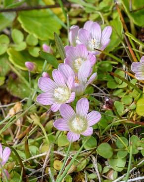 Fotografia 8 da espécie Anagallis tenella no Jardim Botânico UTAD