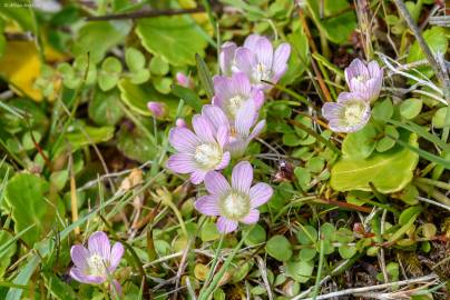 Fotografia da espécie Anagallis tenella