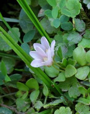 Fotografia 9 da espécie Anagallis tenella no Jardim Botânico UTAD