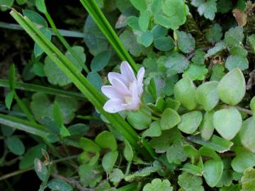 Fotografia da espécie Anagallis tenella