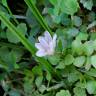 Fotografia 9 da espécie Anagallis tenella do Jardim Botânico UTAD