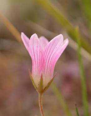 Fotografia 10 da espécie Anagallis tenella no Jardim Botânico UTAD