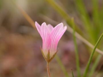 Fotografia da espécie Anagallis tenella